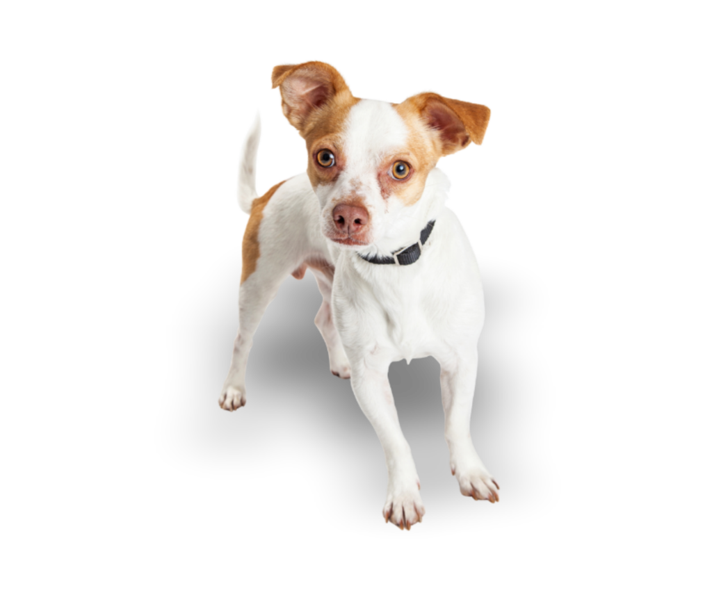 mascota 01
